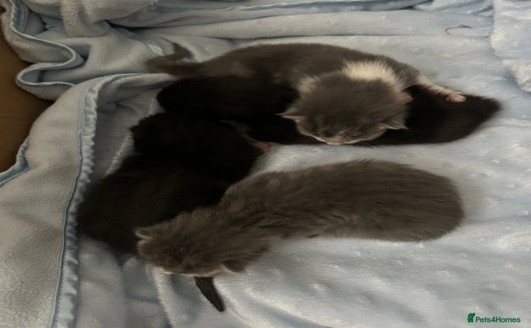 Mixed Breed cats - Advert 1