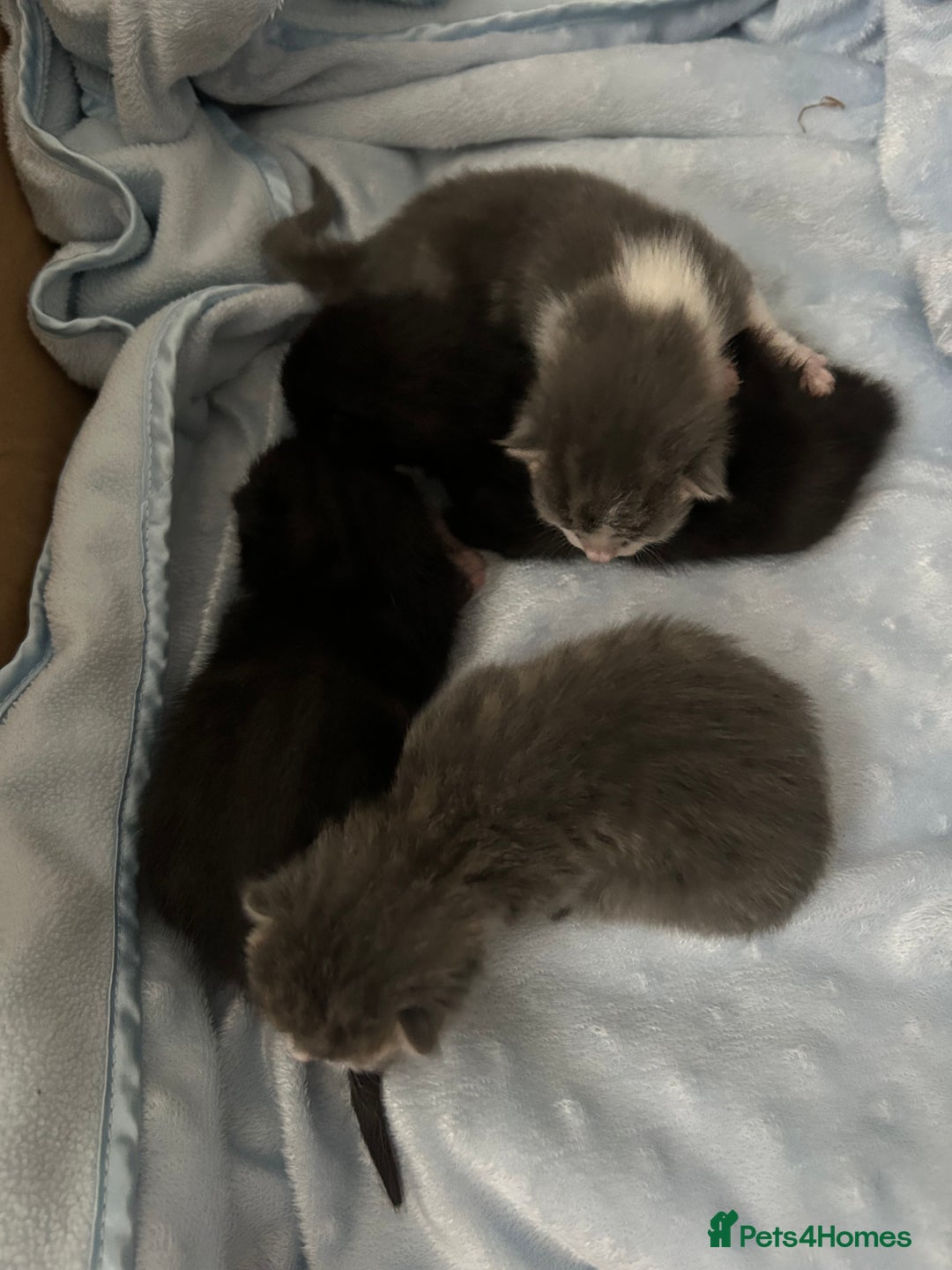 Mixed Breed cats for sale: Kittens ready end of november - Image 1