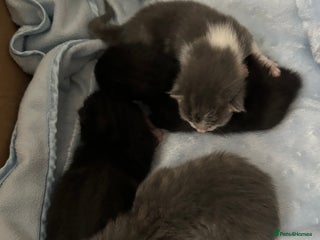 Mixed Breed cats - Advert 31