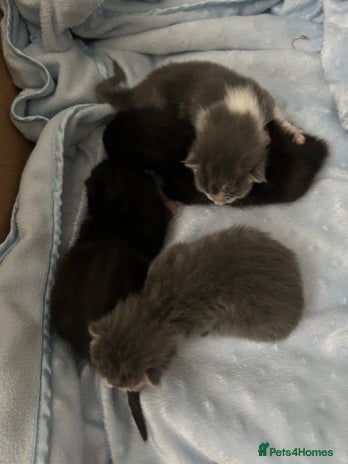 Mixed Breed cats - Advert 12