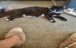 Mixed Breed cats for sale: Beautiful kittens - Image 12