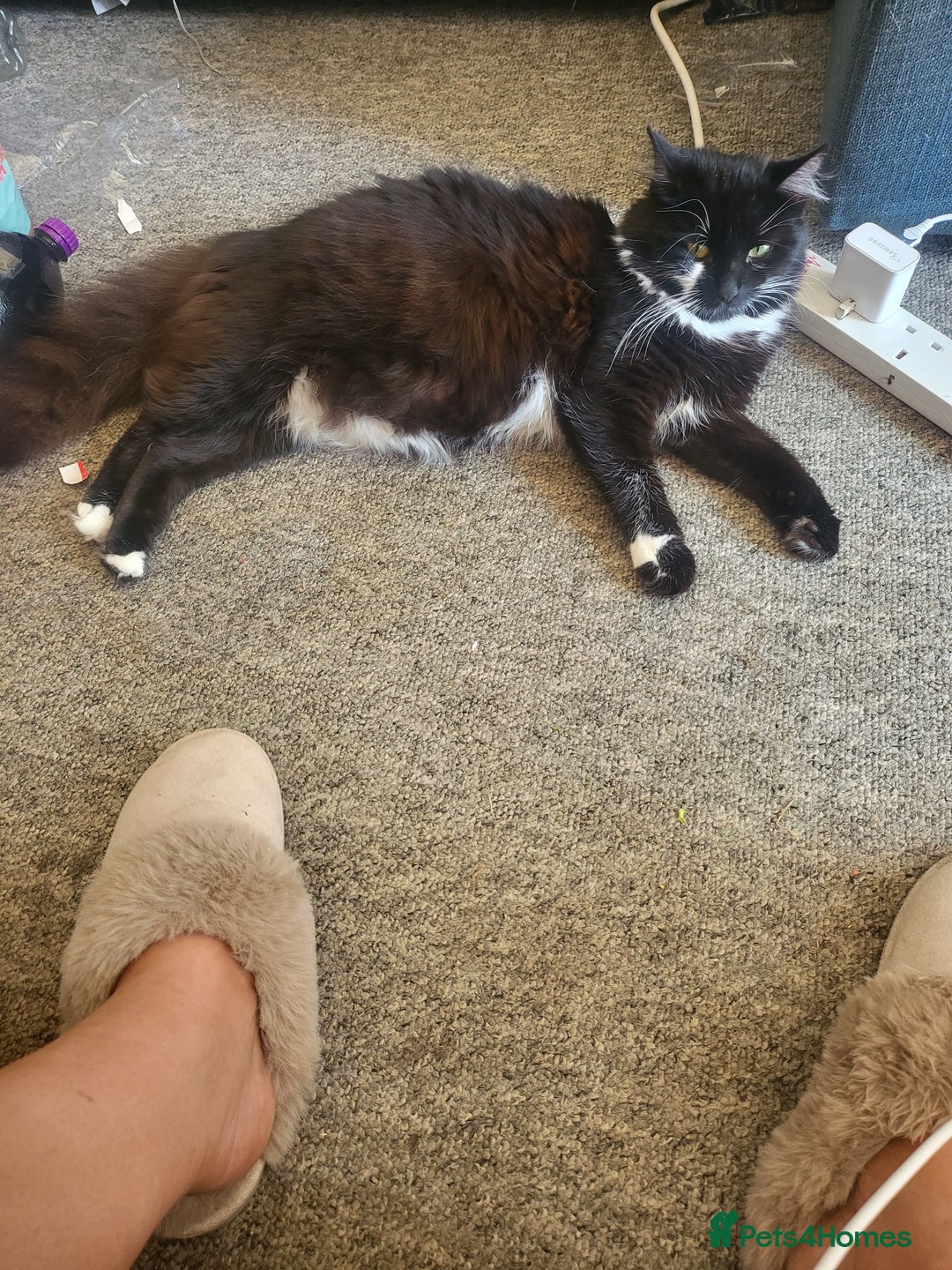 Mixed Breed cats for sale: Beautiful kittens - Image 12