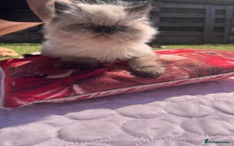 Persian cats for sale: Himalayan Persian kittens - Image 6