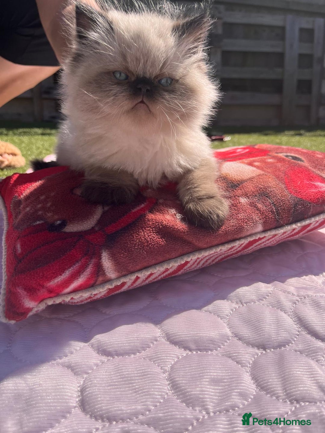 Persian cats for sale: Himalayan Persian kittens - Image 6