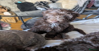 Labradoodle dogs - Advert 16