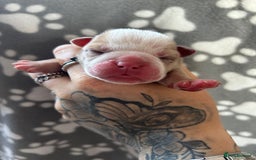 Olde English Bulldogge dogs for sale: CARTEL BLOODLINE OLDE ENGLISH PUPPIES!!  - Image 17