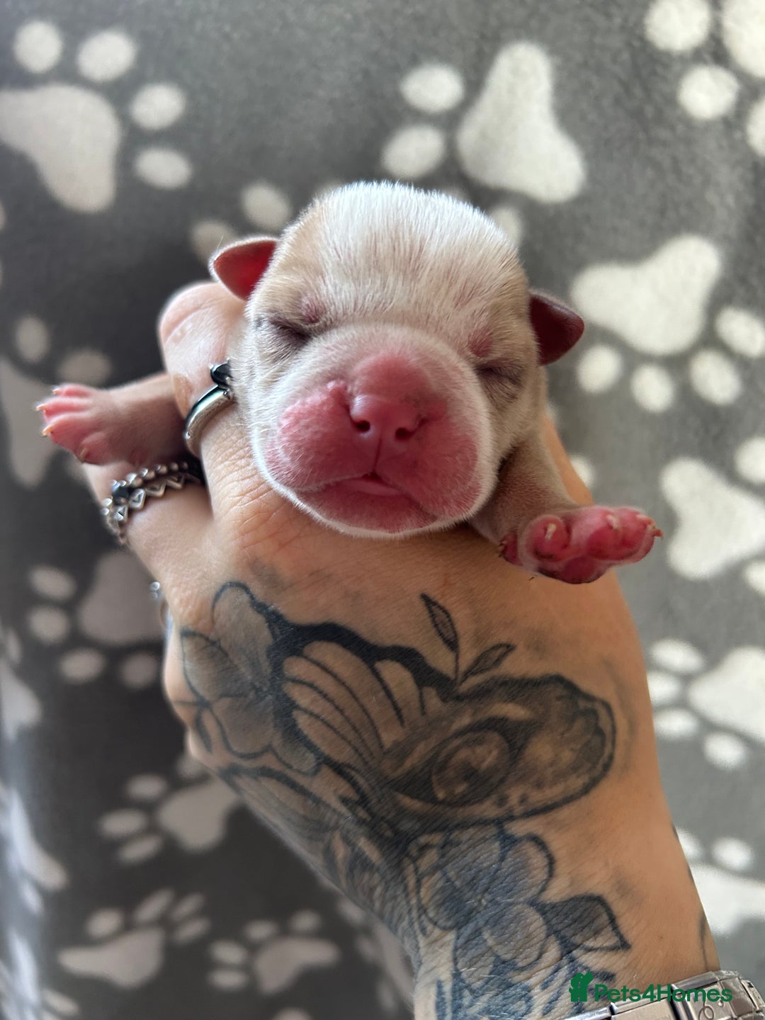 Olde English Bulldogge dogs for sale: CARTEL BLOODLINE OLDE ENGLISH PUPPIES!!  - Image 17