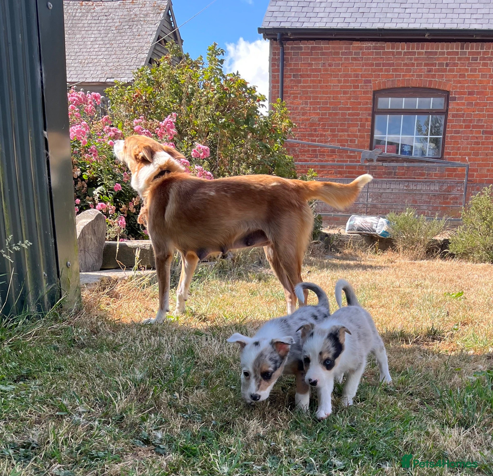 Border Collie dogs Merle collies for sale 👀 - Advert 1