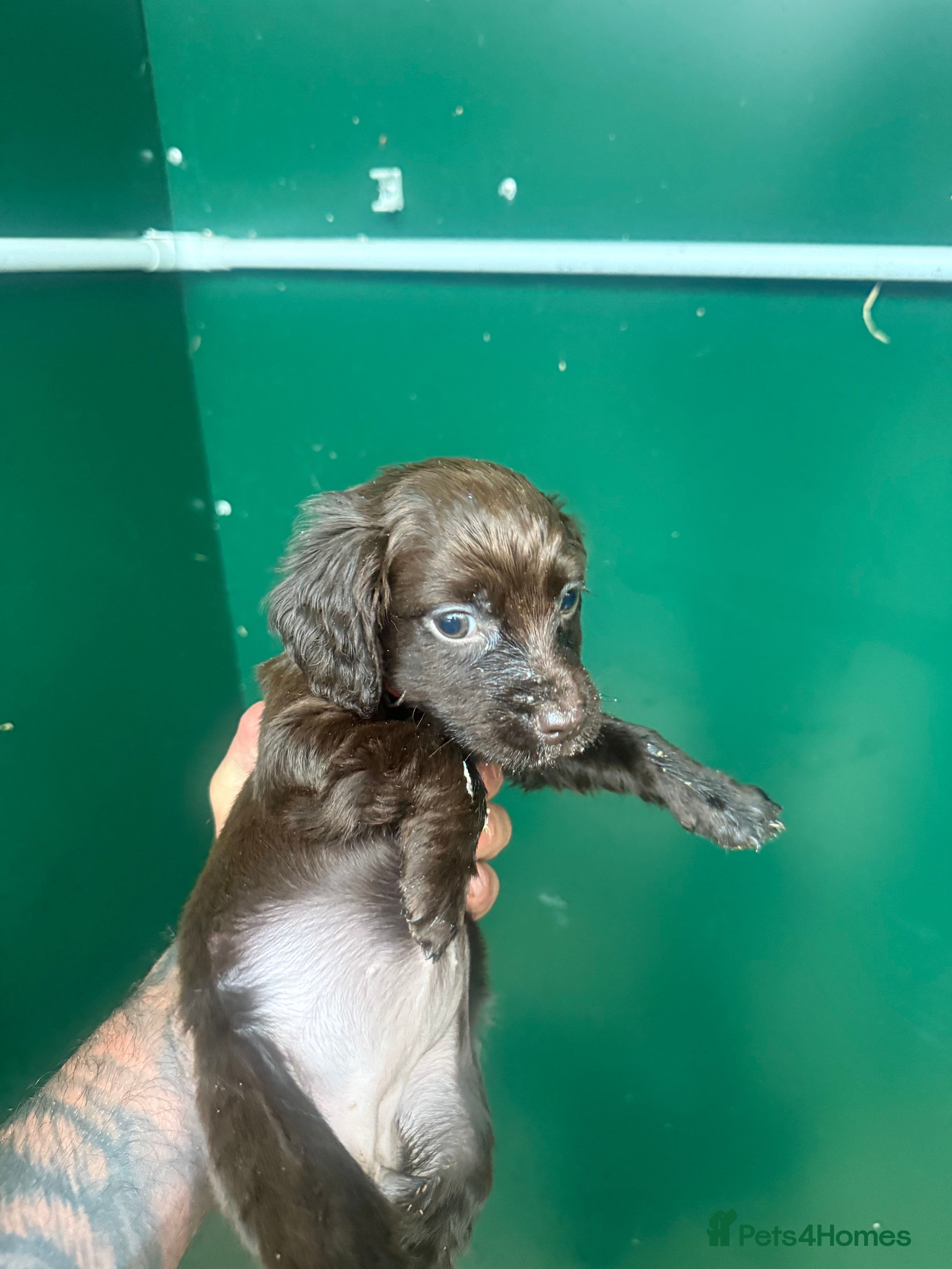 Cocker Spaniel dogs OFTW cocker spaniel bred pups  - Advert 2