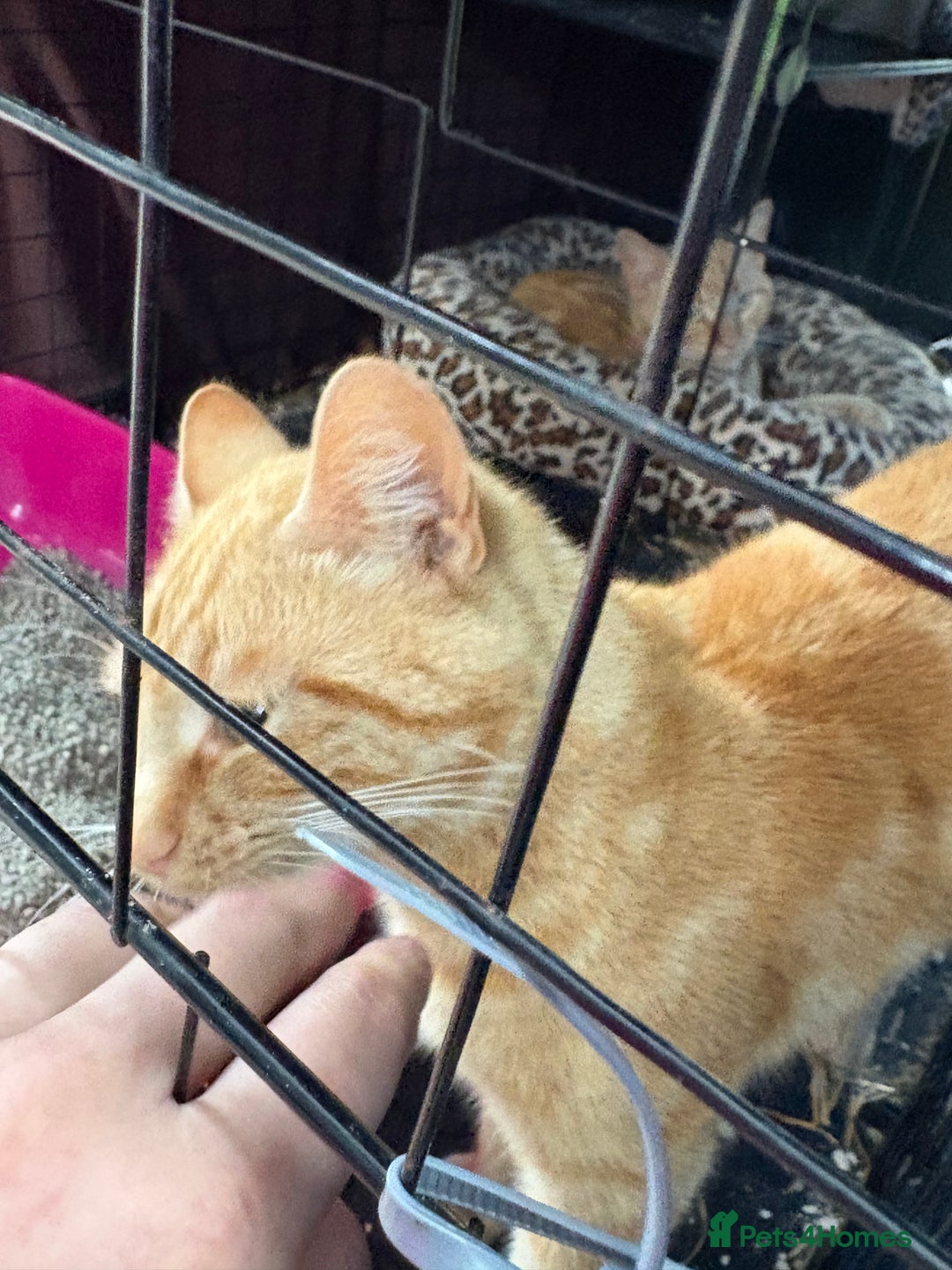 Domestic Shorthair cats for sale: Rimber and simba, our ginger rescues 🧡 - Image 10