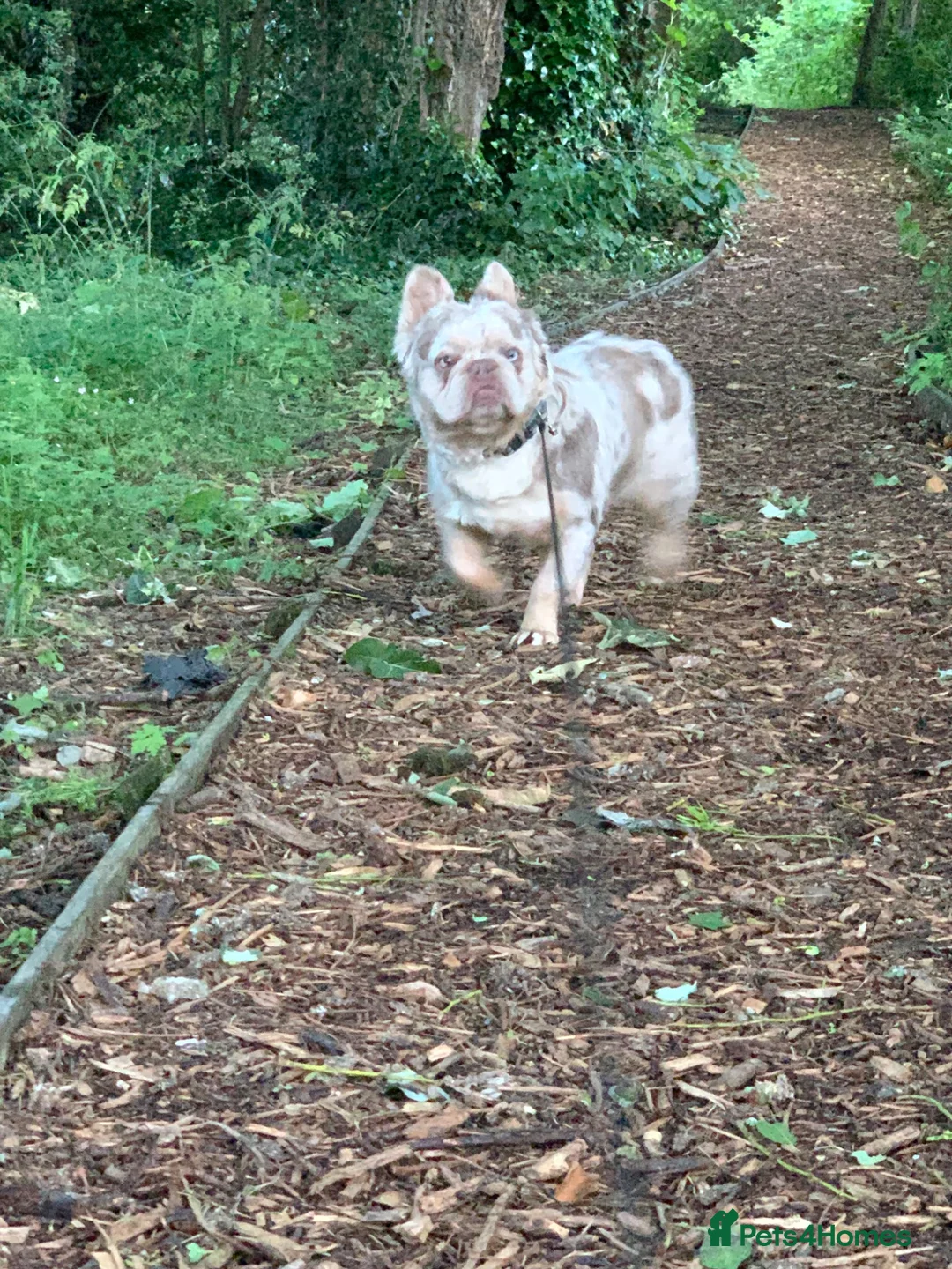 French Bulldog dogs for sale: Fluffy French bulldog  - Advert 2
