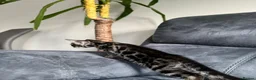 Bengal cats for sale: Bengal Kitten For Sale (Ready to go - Last One) - Advert 11