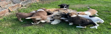 Bearded Collie 8