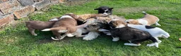 Bearded Collie dogs for sale: Beautiful bouncing Beardies  in Aberystwyth - Advert 3
