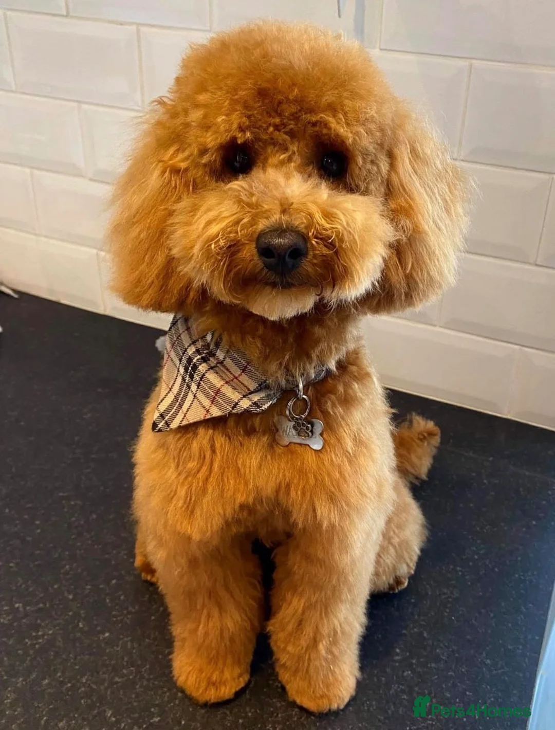 Toy Poodle dogs for stud: RED TOY POODLE STUD - Advert 2