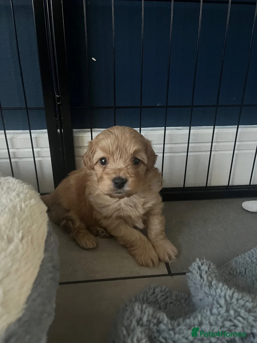 Maltipoo dogs for sale: Maltipoo puppies  - Advert 9