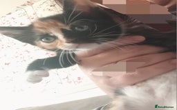 Domestic Shorthair cats for sale: 4 kittens for sale one girl and 3 boys - Image 7