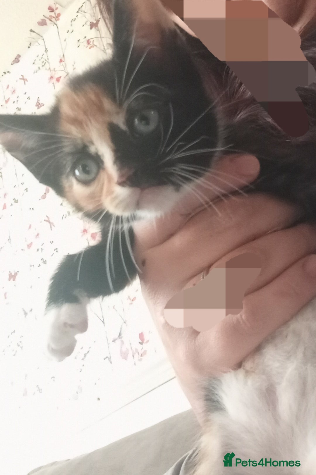 Domestic Shorthair cats for sale: 4 kittens for sale one girl and 3 boys - Image 7