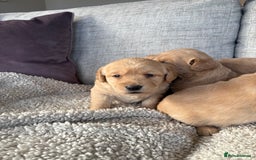 Labradoodle dogs for sale: Red/Apricot Health Tested Miniature Labradoodles - Image 8