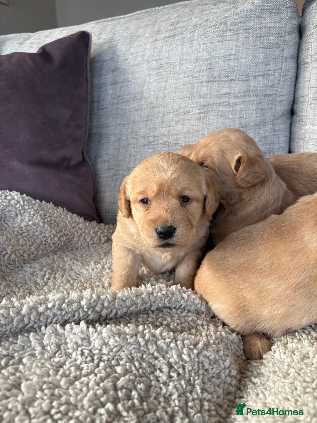 Labradoodle dogs for sale: Red/Apricot Health Tested Miniature Labradoodles - Image 8