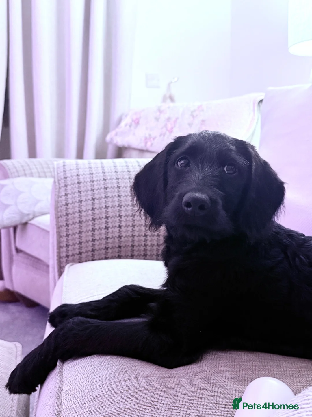 Labradoodle dogs for sale: Labradoodle - Advert 2