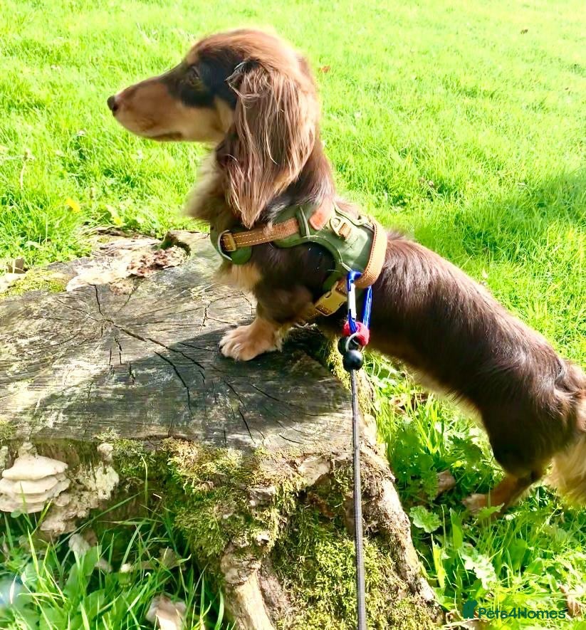 Miniature Dachshund dogs for sale: Kaneiehan long haired daschund boy  - Advert 1