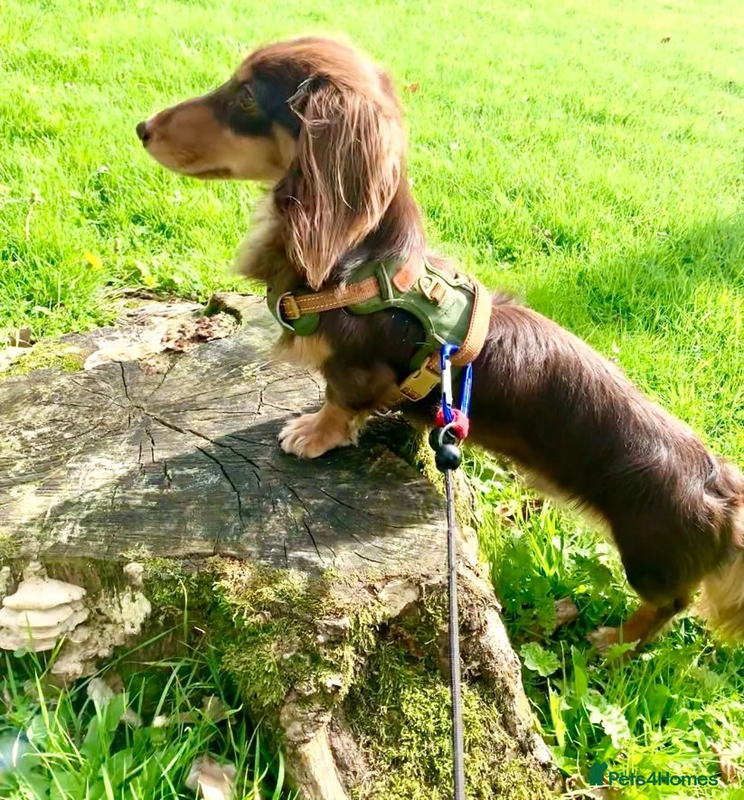 Miniature Dachshund dogs for sale: Kaneiehan long haired daschund boy  - Advert 1