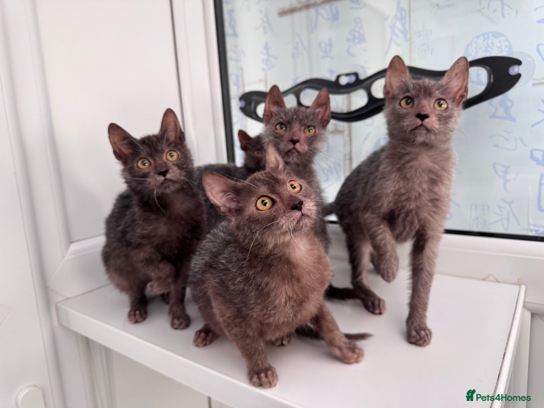 Lykoi cats for sale: Loving Lykoi lap kittens (open to offers) - Image 9