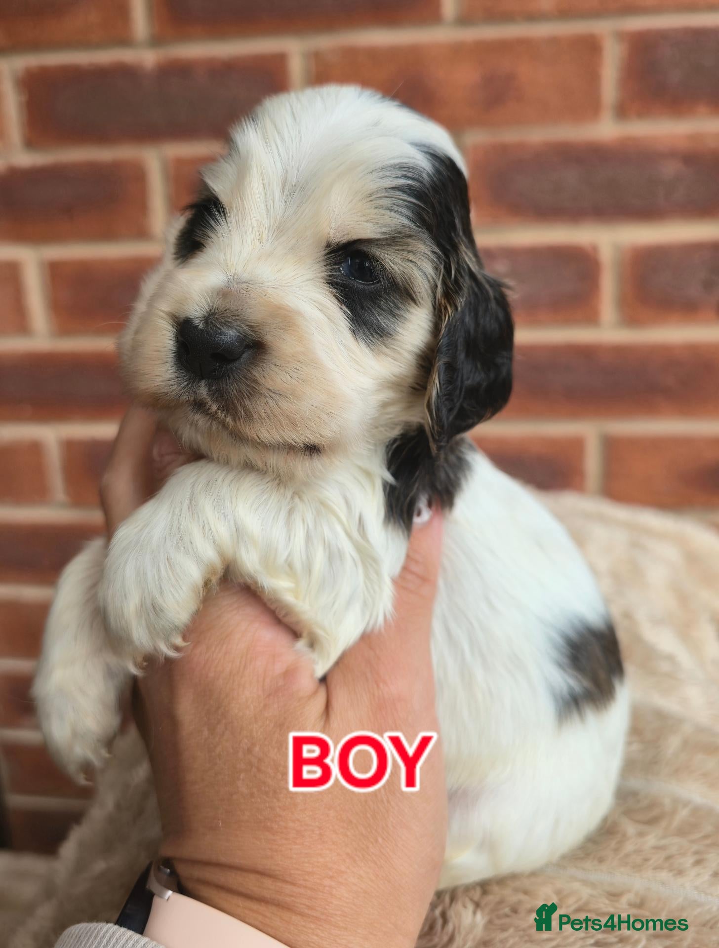 Cocker Spaniel dogs KC Reg Health Tested Show Cocker Spaniel puppies - Advert 2