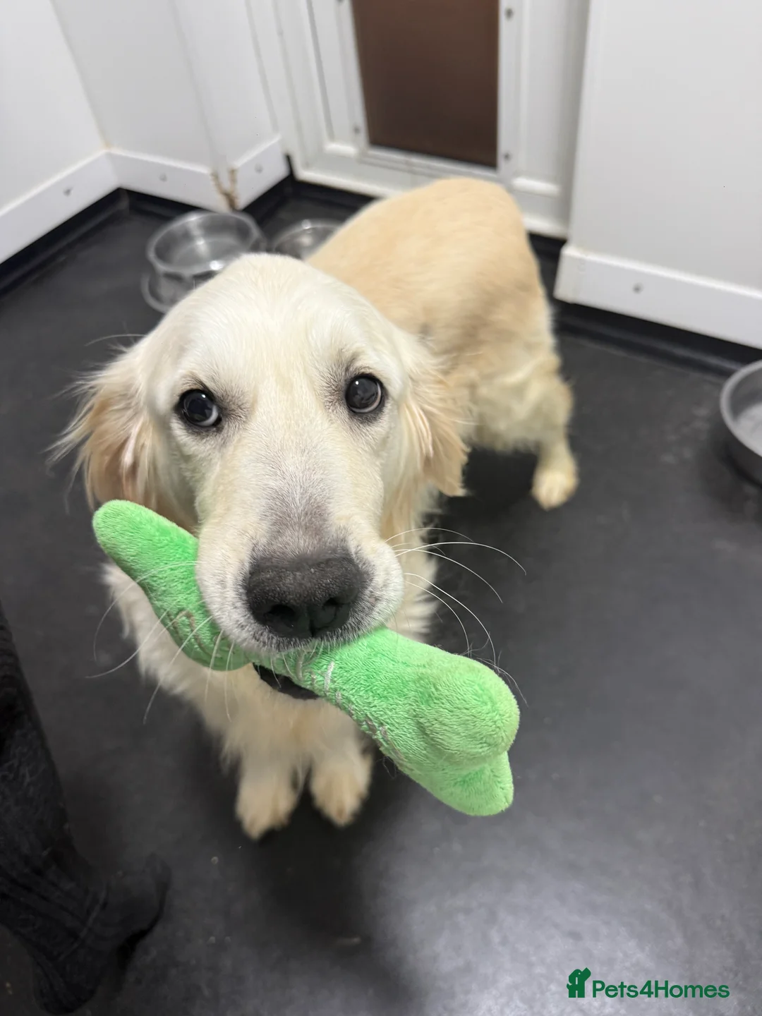 Golden Retriever dogs for sale: Stunning Kc registered golden retrievers - Advert 18