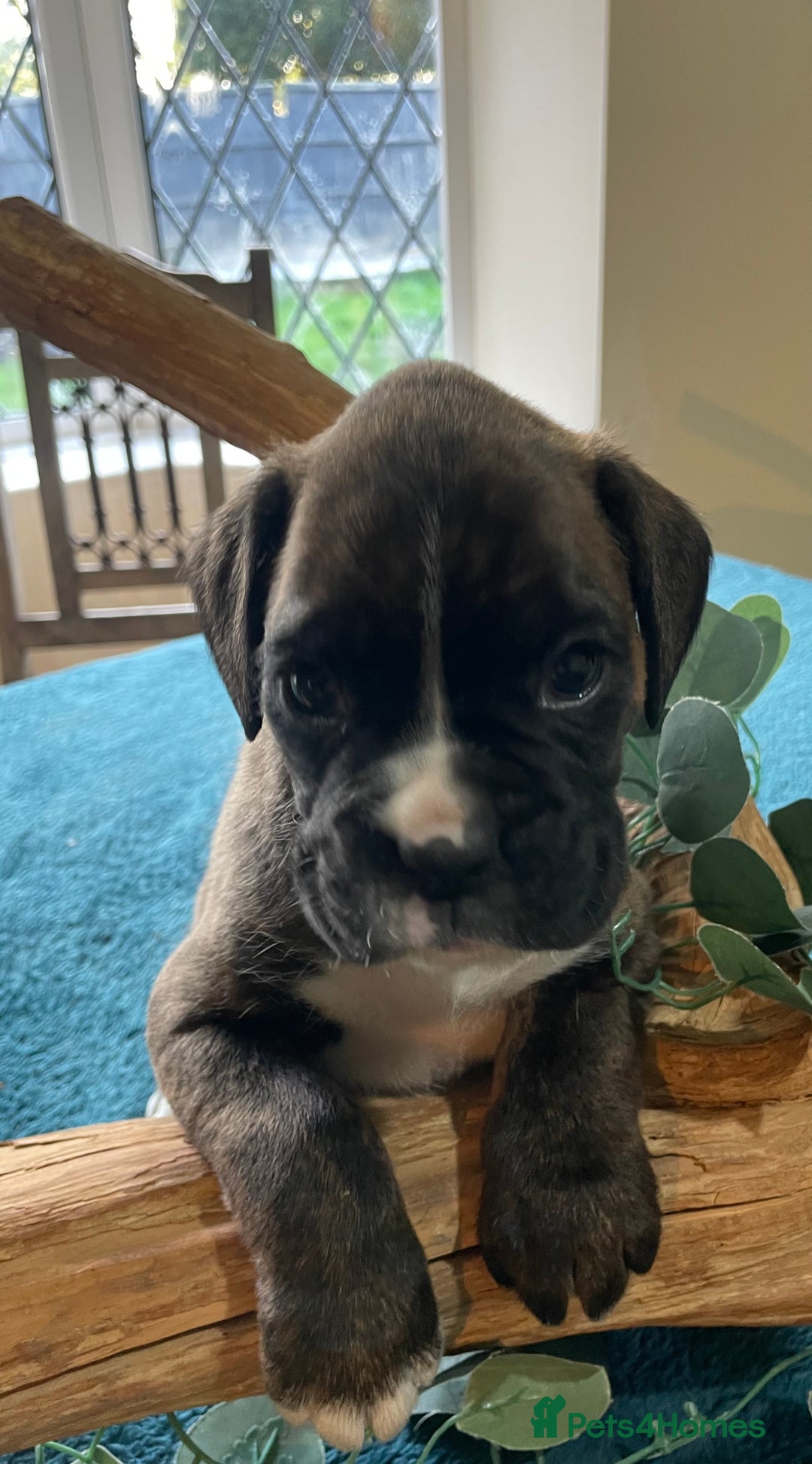 Boxer dogs for sale: ASTONISHING KC REGISTERED BOXER PUPPIES!  - Image 22