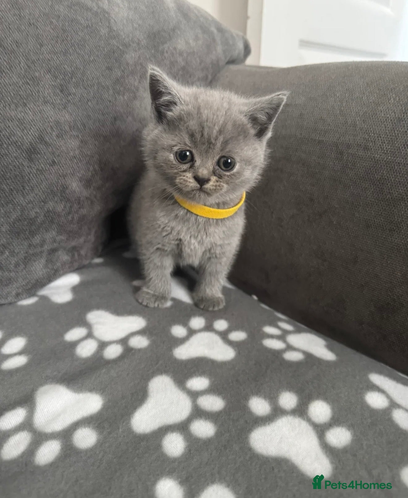 British Shorthair cats British Shorthair Kittens (1/2 Lilac)  - Advert 2