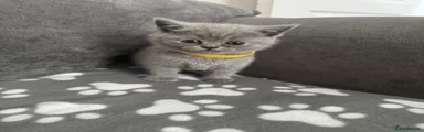 British Shorthair Kitten 1