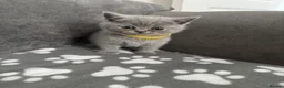 British Shorthair cats for sale: British Shorthair Kittens **Ready Now!** - Advert 3