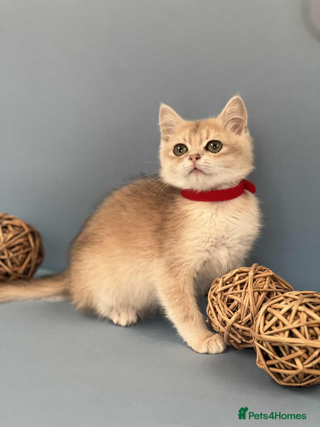 British Shorthair cats for sale: 🫶GCCF - NY12 Golden British Shorthair kittens 🫶 - Image 18