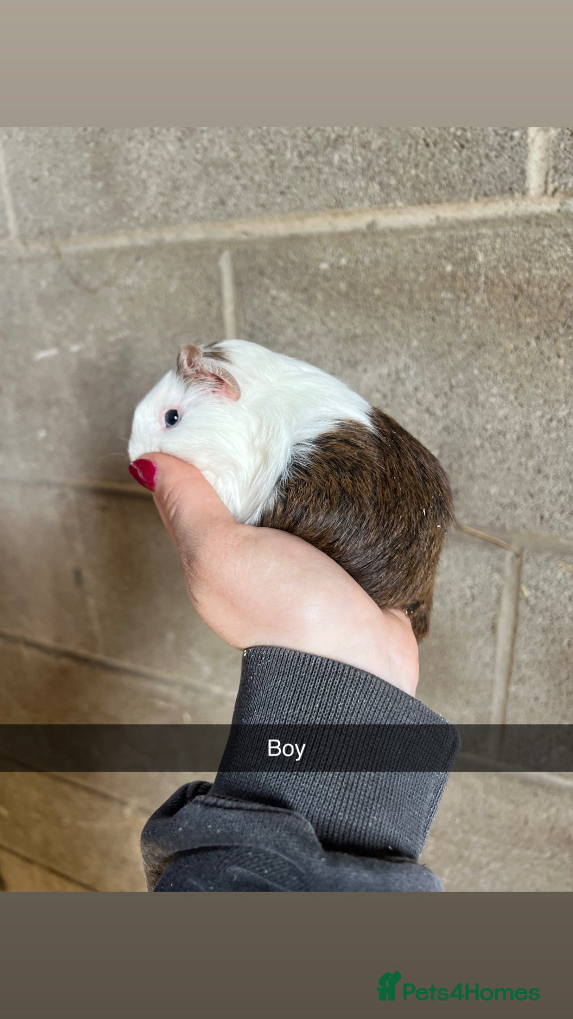 Guinea Pig rodents Lovely boy looking for his forever home! - Advert 4