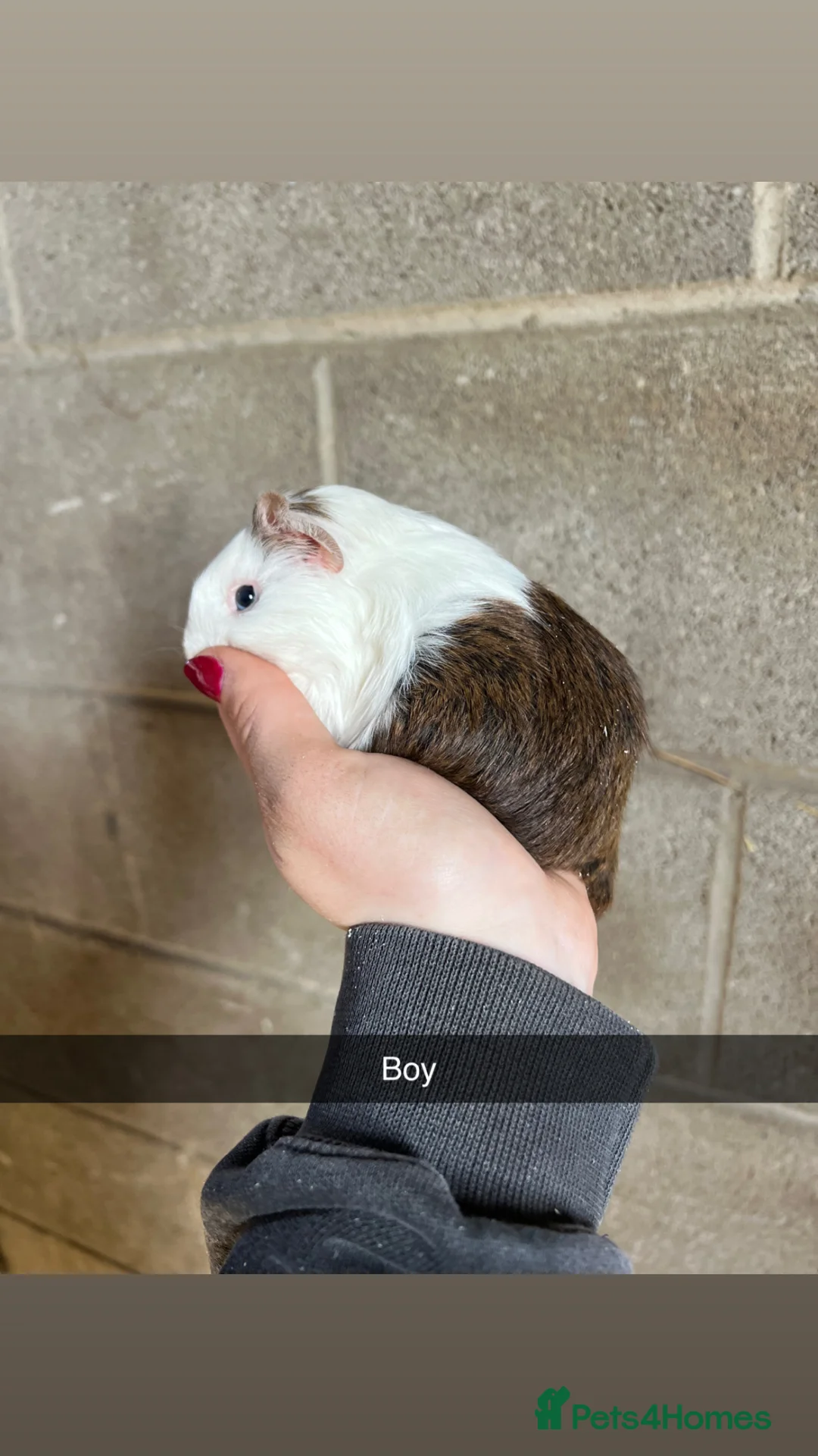Guinea Pig rodents for sale: Lovely boy looking for his forever home! - Advert 1
