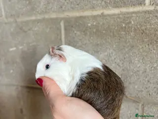 Guinea Pig rodents Lovely boy looking for his forever home! - Advert 4