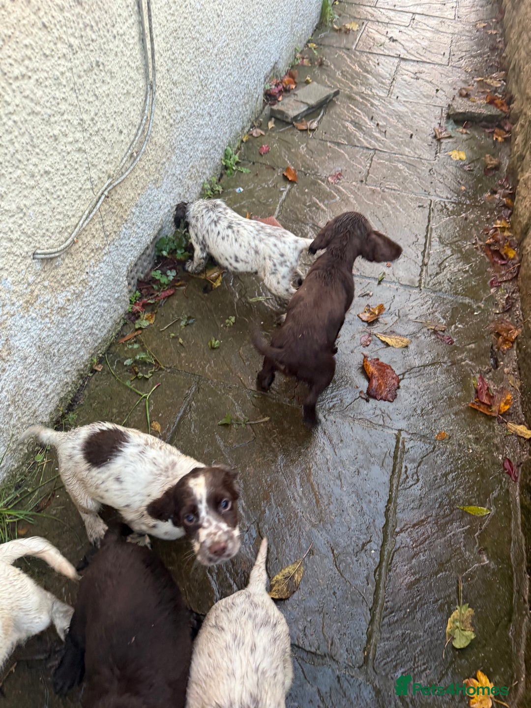 Cocker Spaniel dogs for sale: Loving playful pups - Image 7