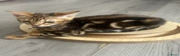 Bengal cats for sale: Perfect marble Bengal girl - Advert 4