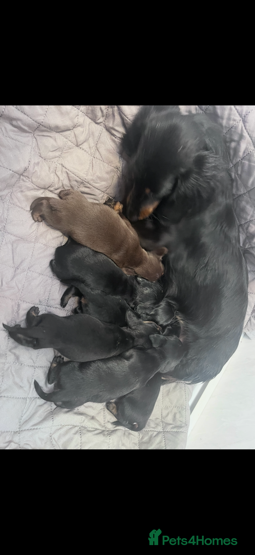 Miniature Dachshund dogs for sale: miniature Dasher - Image 17