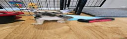 French Bulldog dogs for sale: Beautiful frenchies ready now - Advert 8