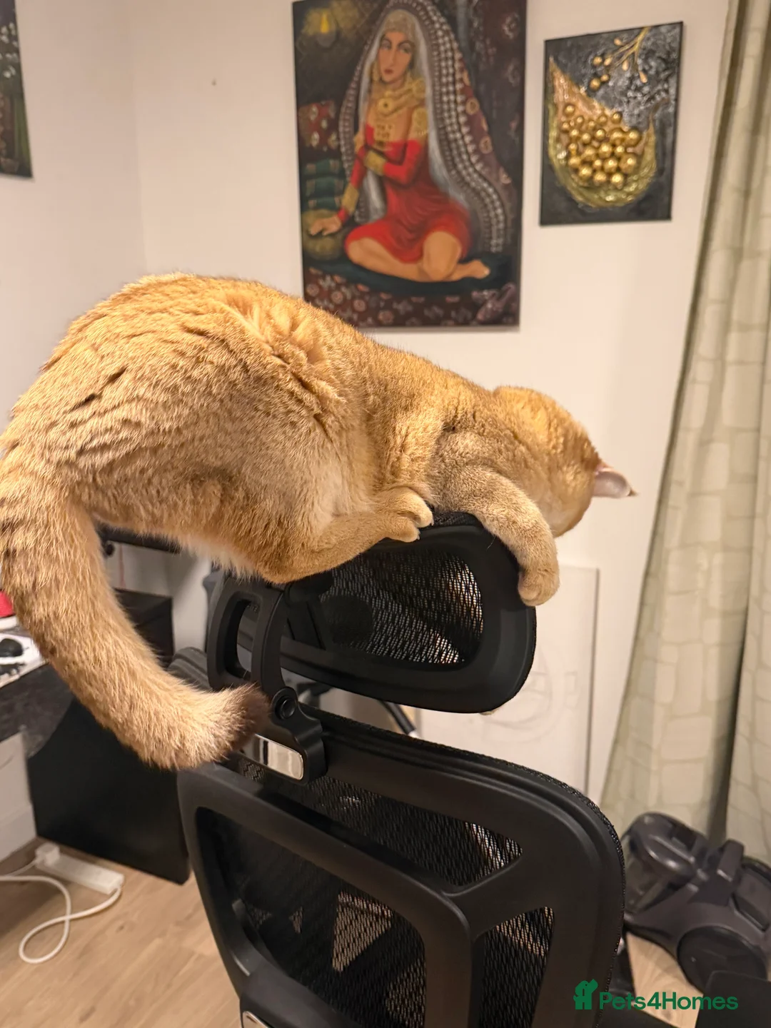 Scottish Fold cats for stud: Scottish Straight Male Stud – “Poopsie”  - Advert 8