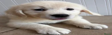 Golden Retriever 5