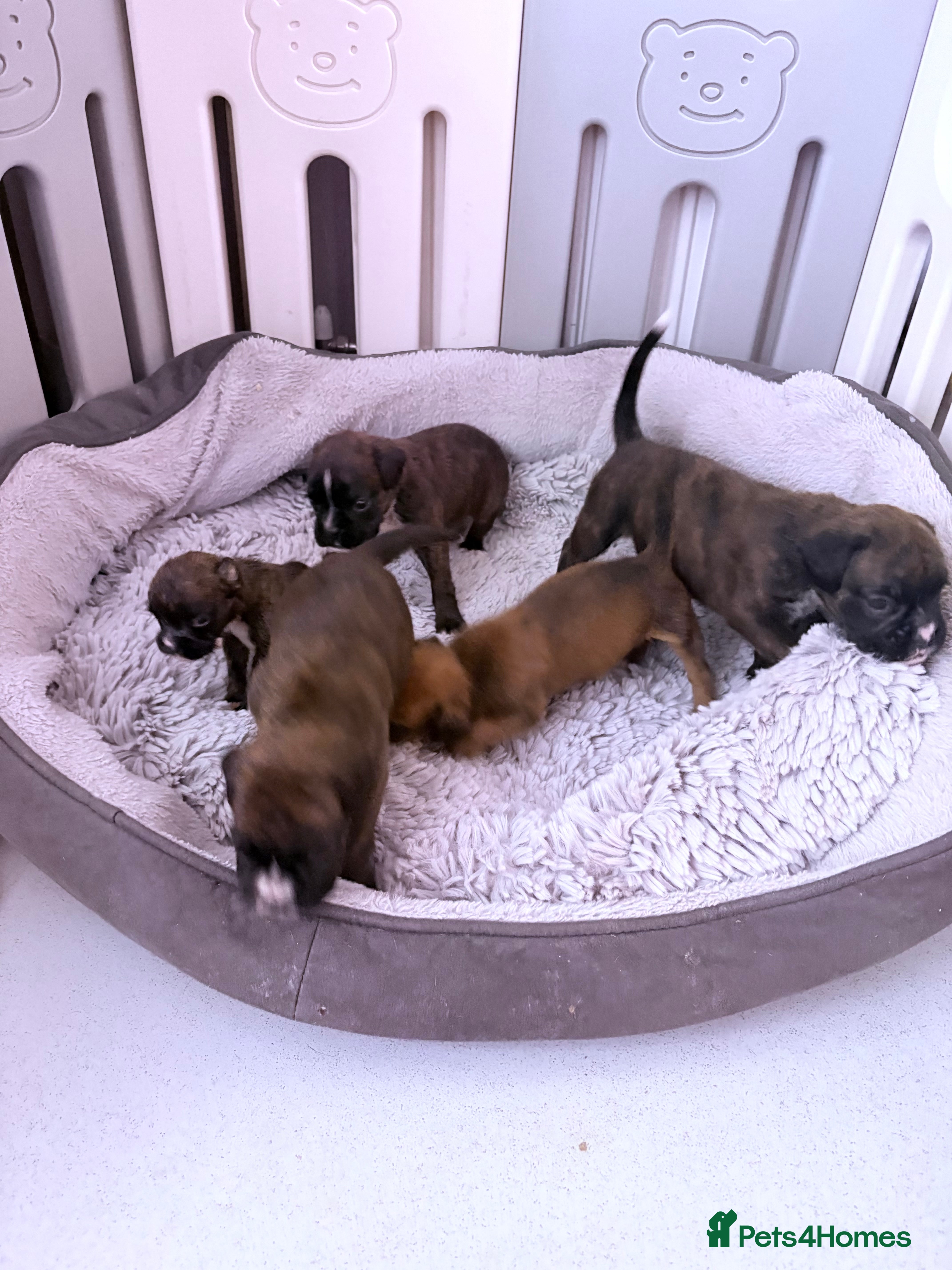 Boxer dogs KC registered boxer puppies  - Advert 1