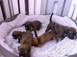 Boxer dogs KC registered boxer puppies - Advert 1