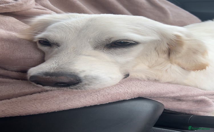 Golden Retriever dogs - Advert 1