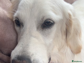 Golden Retriever dogs - Advert 21