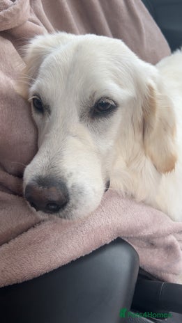 Golden Retriever dogs - Advert 2