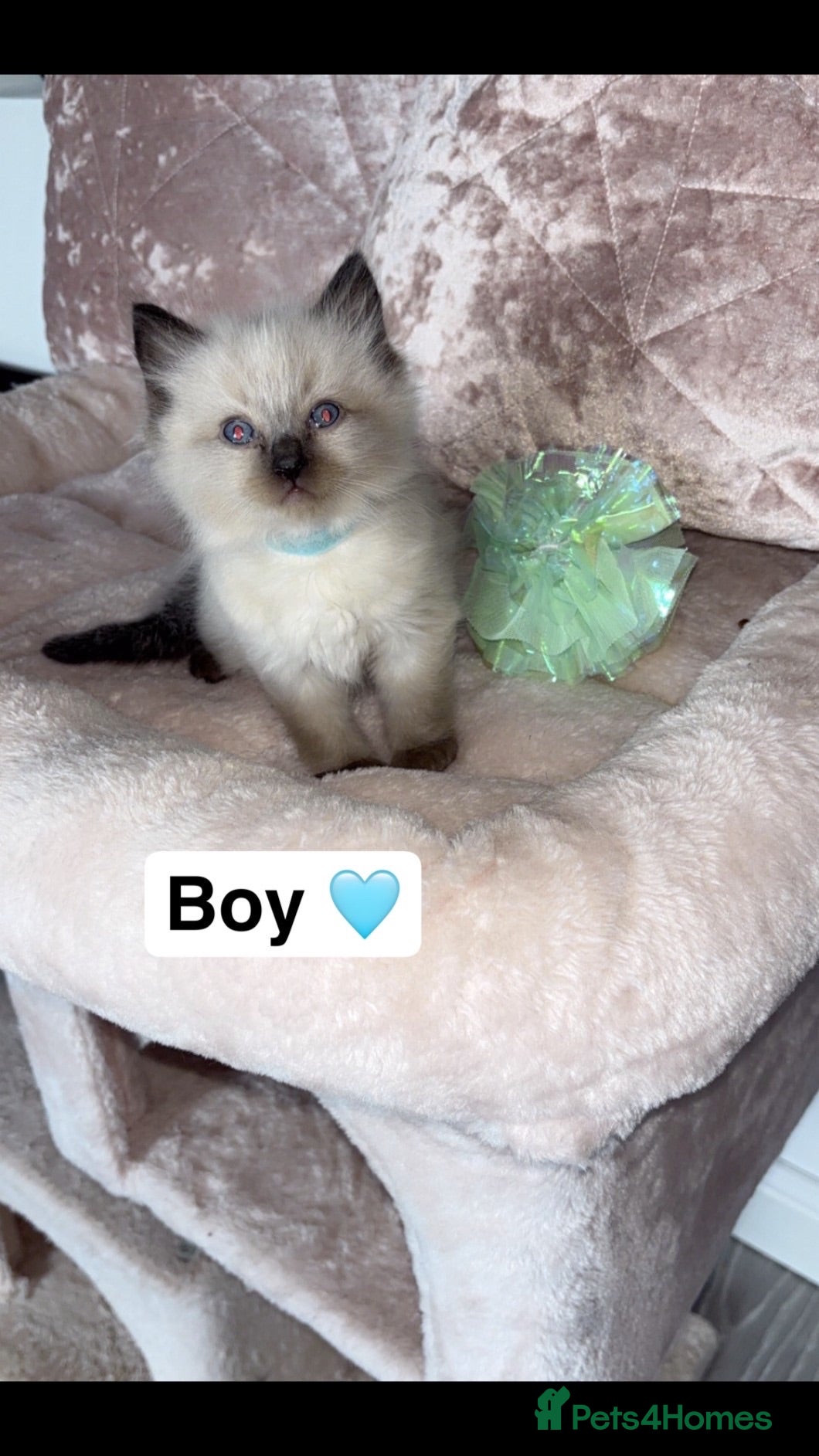 Ragdoll cats 🎀fluffy pedigree Ragdoll babies🎀 - Advert 1